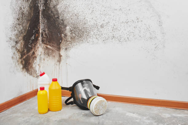 Best Industrial Mold Remediation in Clever, MO