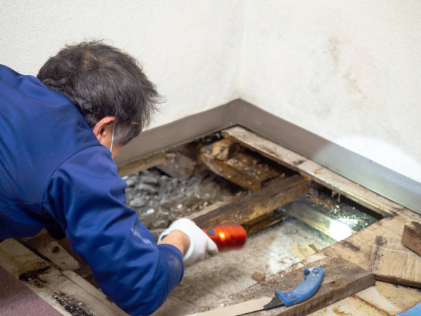 Best Insurance-Related Mold Remediation in Clever, MO