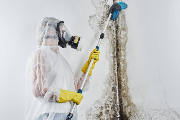 Best Commercial Mold Remediation in Clever, MO