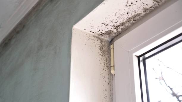 Best Health and Safety Mold Remediation in Clever, MO