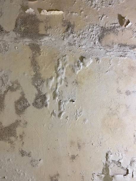Best Post-Flood Mold Remediation in Clever, MO