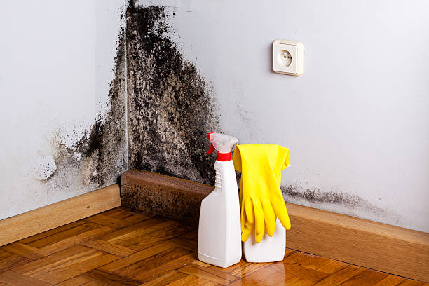 Best Health and Safety Mold Remediation in Clever, MO