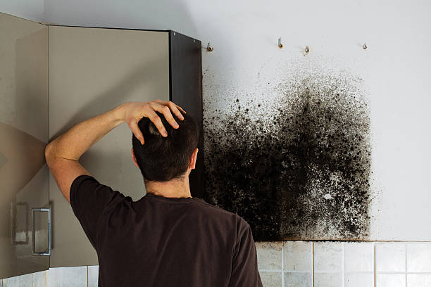 Best Localized Mold Remediation (e.g., coastal areas, humid climates) in Clever, MO