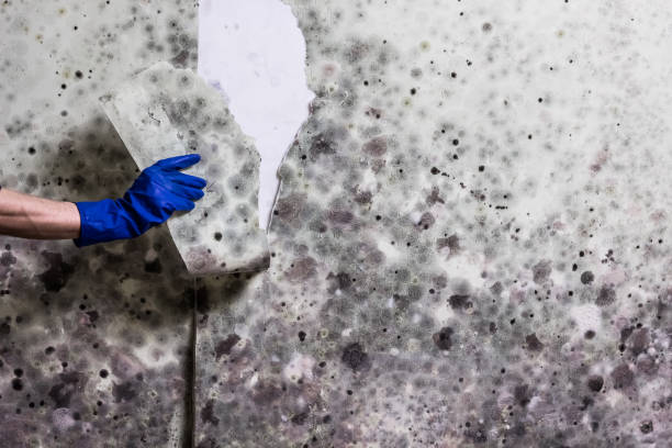 Best Attic Mold Remediation in Clever, MO