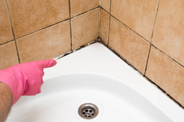 Best Kitchen Mold Remediation in Clever, MO